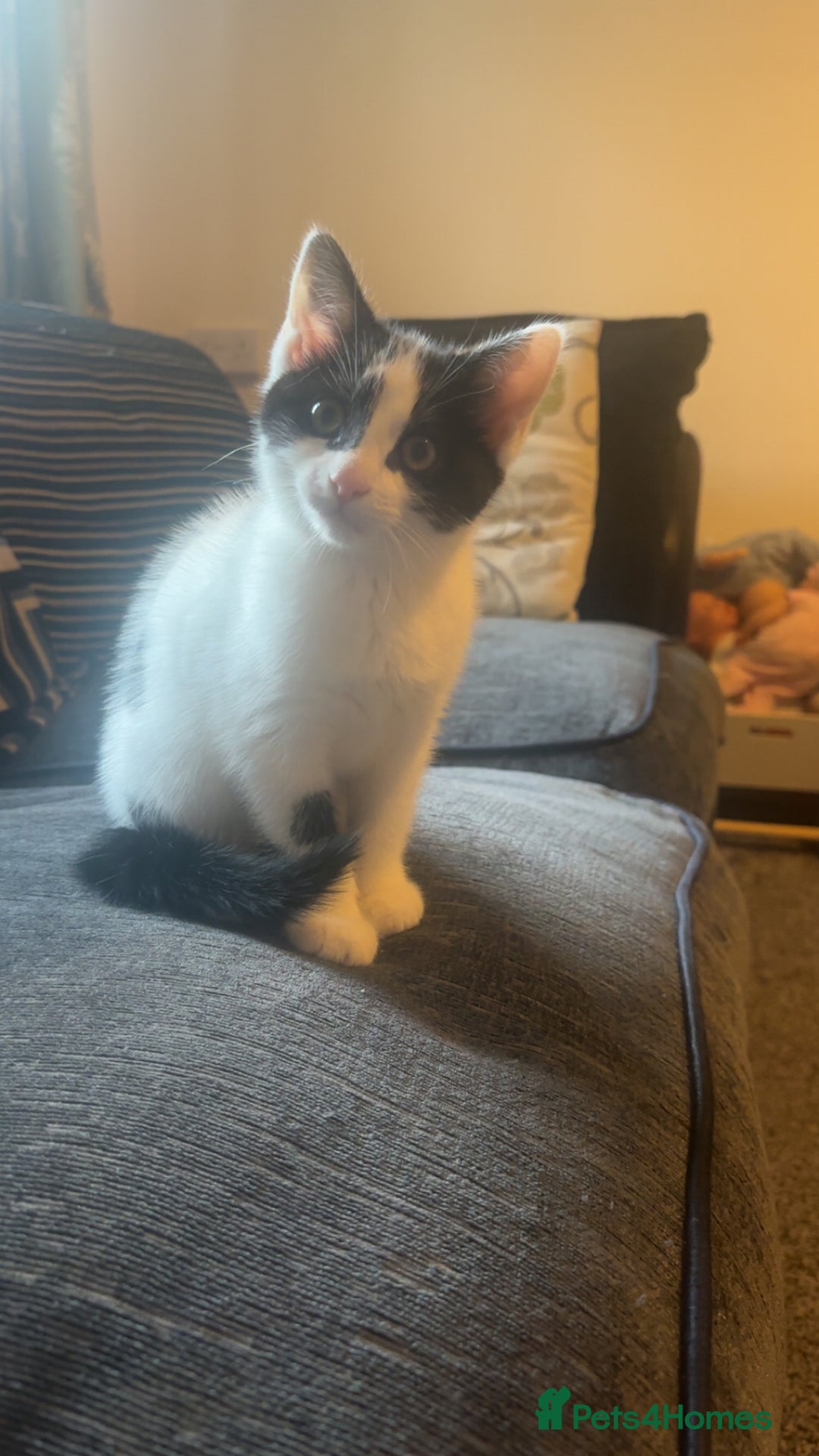 Mixed Breed cats for sale: Muffin  - Image 3