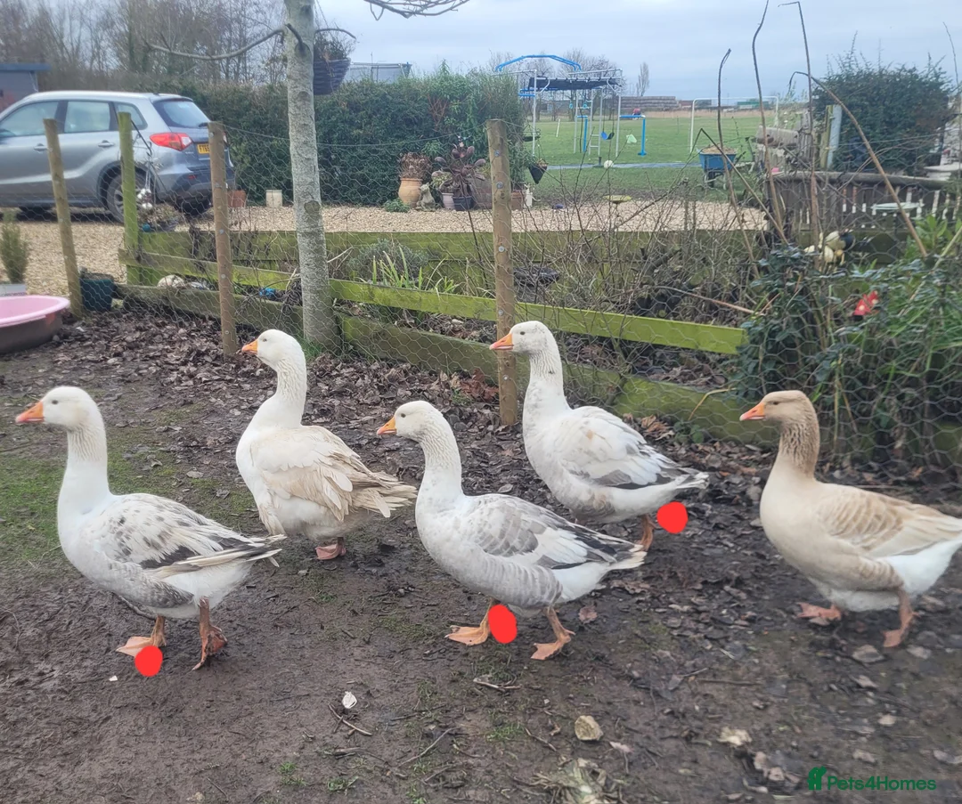 Geese poultry for sale: Geese - Advert 1