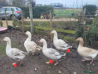 Geese poultry Geese - Advert 1