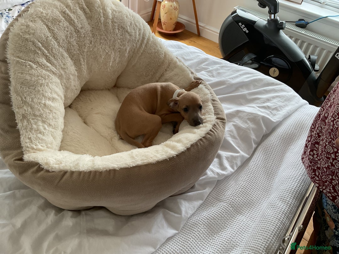 Italian Greyhound dogs for sale:  Beautiful Italian greyhound puppies  - Image 25