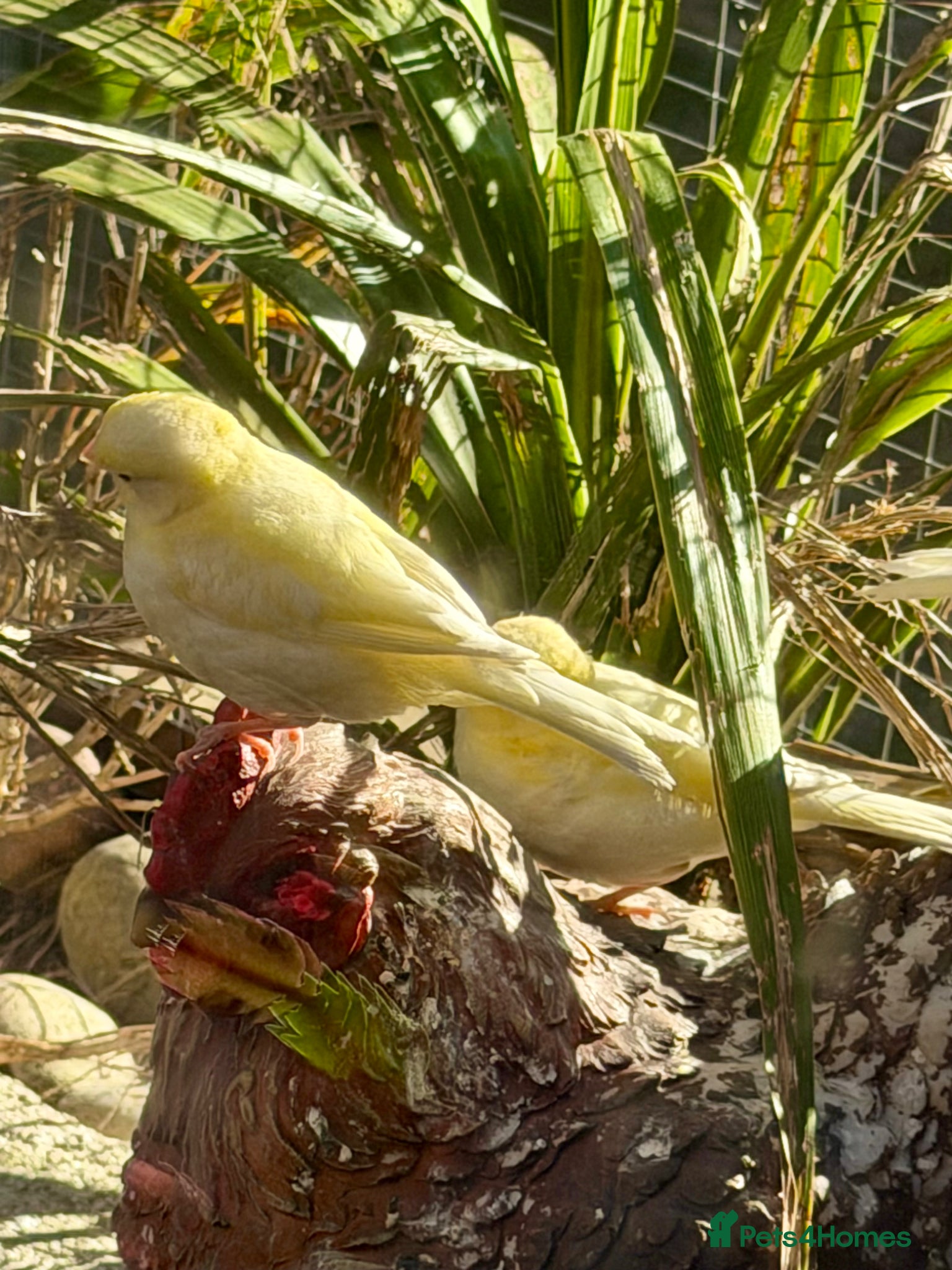 Canaries birds Canaries - Advert 1