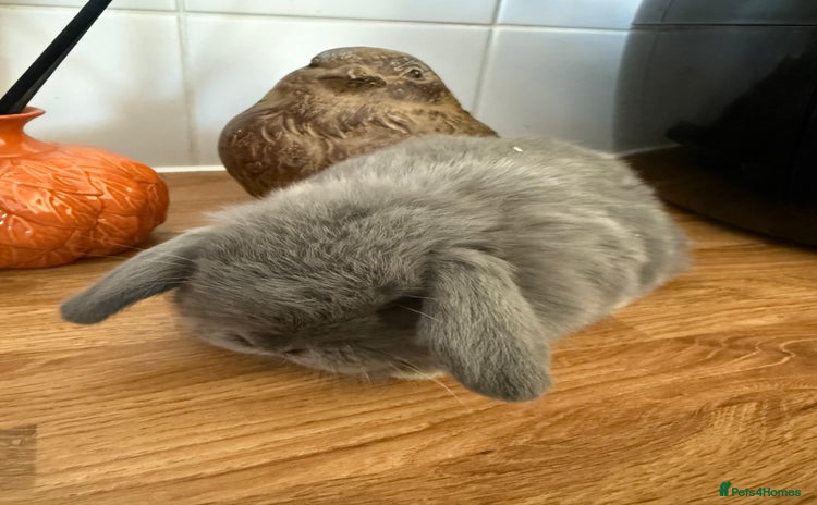 Mini Lop rabbits - Advert 3