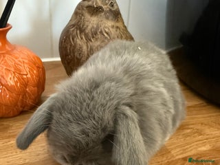 Mini Lop rabbits - Advert 7