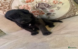 Mixed Breed dogs for sale: Beautiful Labrador x shepherd puppies - Image 1