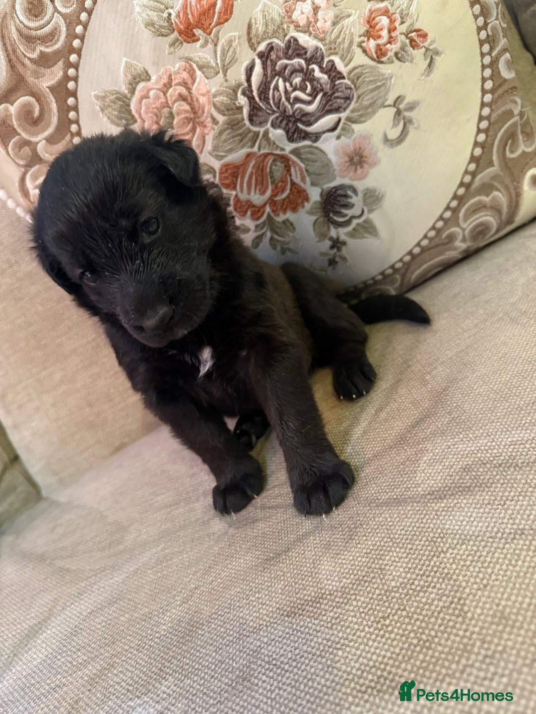 Mixed Breed dogs for sale: Beautiful Labrador x shepherd puppies - Image 1