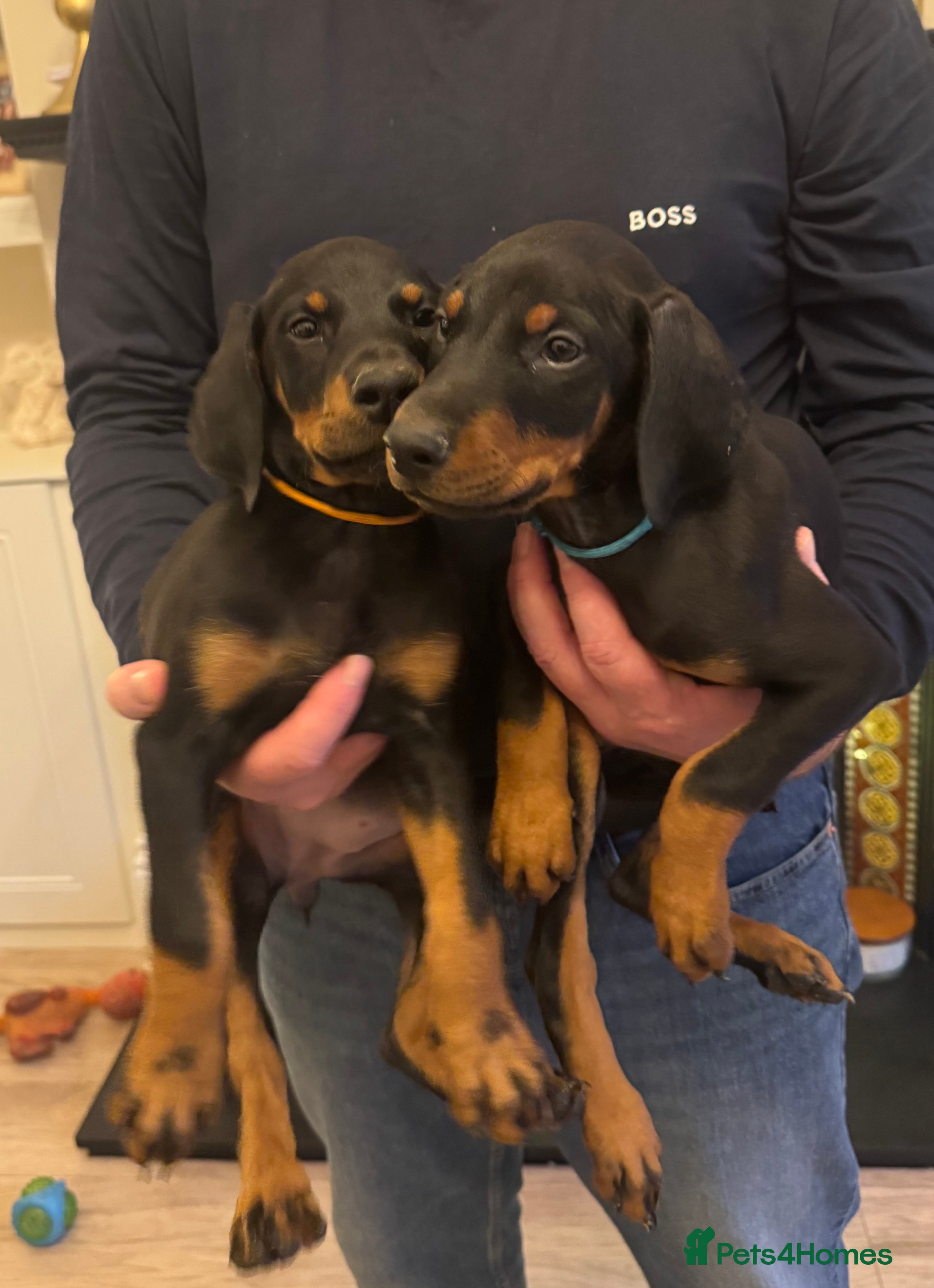 Dobermann dogs Beautiful Doberman puppies ready now  - Advert 1