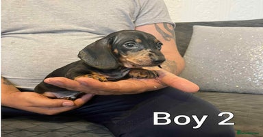 Miniature Dachshund dogs - Advert 11