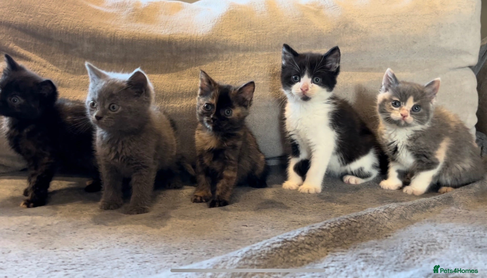British Shorthair cats Five adorable British shorthair kittens - Advert 1