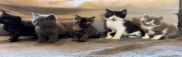 British Shorthair cats for sale: Five adorable British shorthair kittens in Skipton - Advert 1