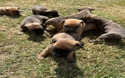 Mixed Breed dogs for sale: Whippet * patterdale  - Image 7