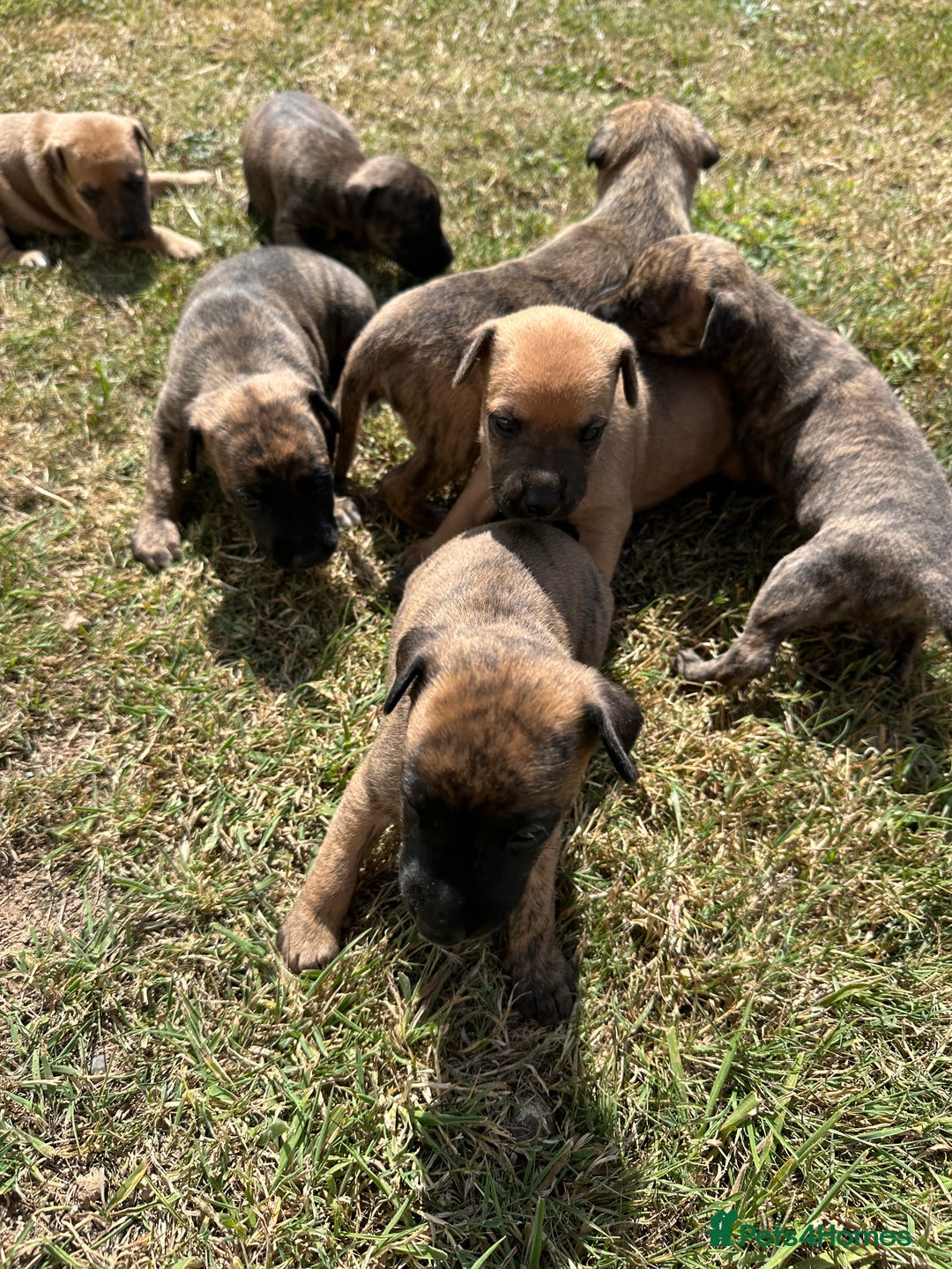 Mixed Breed dogs for sale: Whippet * patterdale  - Image 7