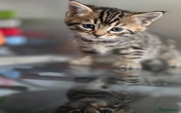 Bengal cats for sale: Kittens x bengal  - Image 3