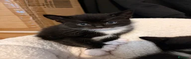 Tuxedo - British Shorthair 2