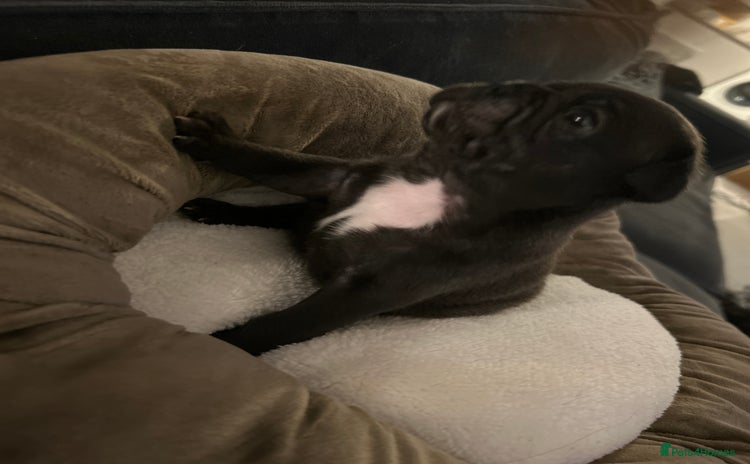 Frug dogs - Advert 1