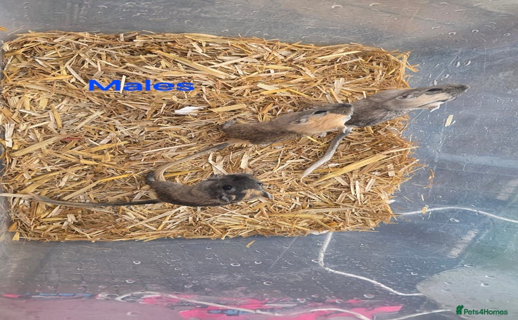 Gerbil rodents - Advert 2
