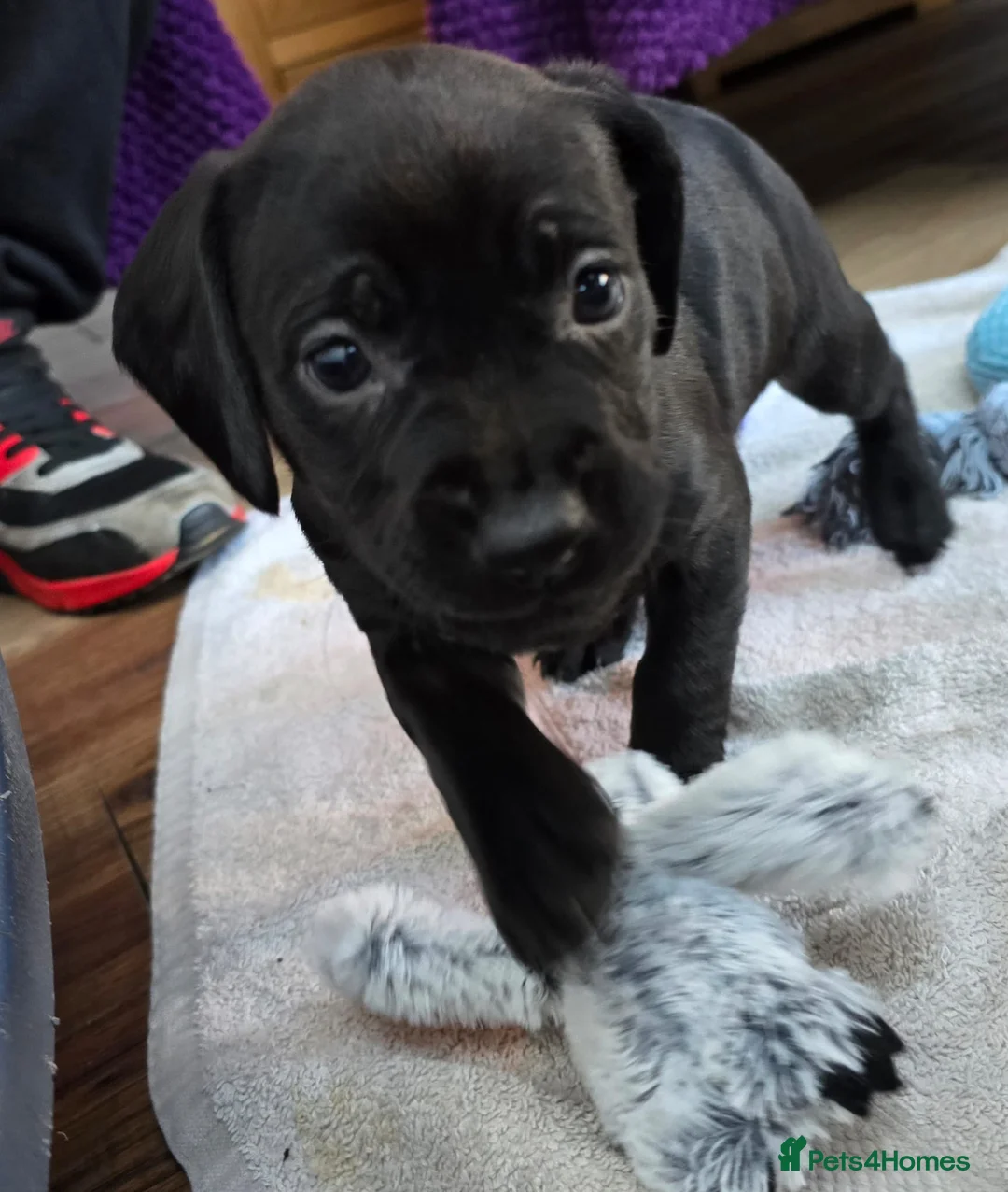 Mixed Breed dogs for sale: Rottweiler/Staffy x Sprocker - Advert 9