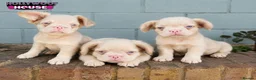 French Bulldog dogs for sale: Beautiful Rare Fluffy French Bulldogs  - Advert 2