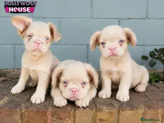 French Bulldog dogs Beautiful Rare Fluffy French Bulldogs - Advert 4