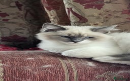Siberian cats for sale: BEAUTIFUL REGISTERED SIBERIAN KITTENS  - Image 9
