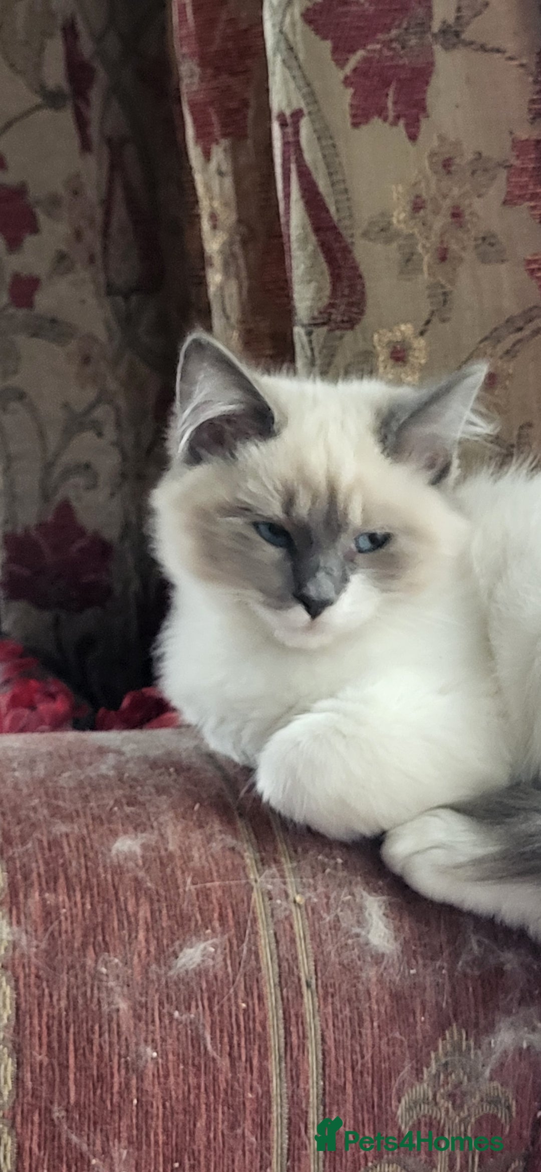 Siberian cats for sale: BEAUTIFUL REGISTERED SIBERIAN KITTENS  - Image 9