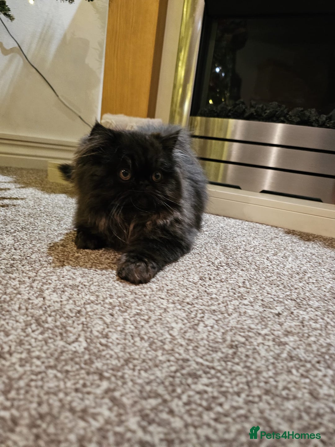 Persian cats for sale: Stunning Persian girl  - Advert 14