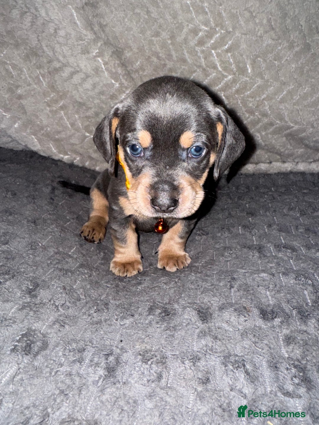 Mixed Breed dogs for sale: 🐾 Beautiful French Bull Weiners 🐾  - Advert 29