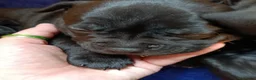 Staffordshire Bull Terrier dogs for sale: staffy puppies  - Advert 9
