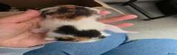 Mixed Breed cats for sale: Kittens - Advert 8