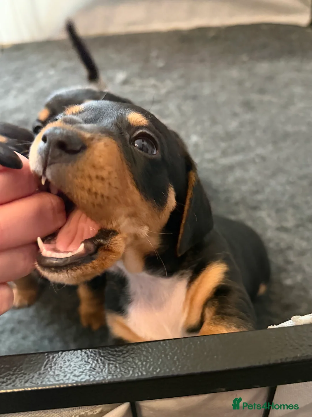 Jackshund dogs for sale: Beautiful Jackweenie Boy  - Advert 4