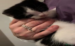 Domestic Shorthair cats for sale: 3 gorgeous Black and White boys - Image 16