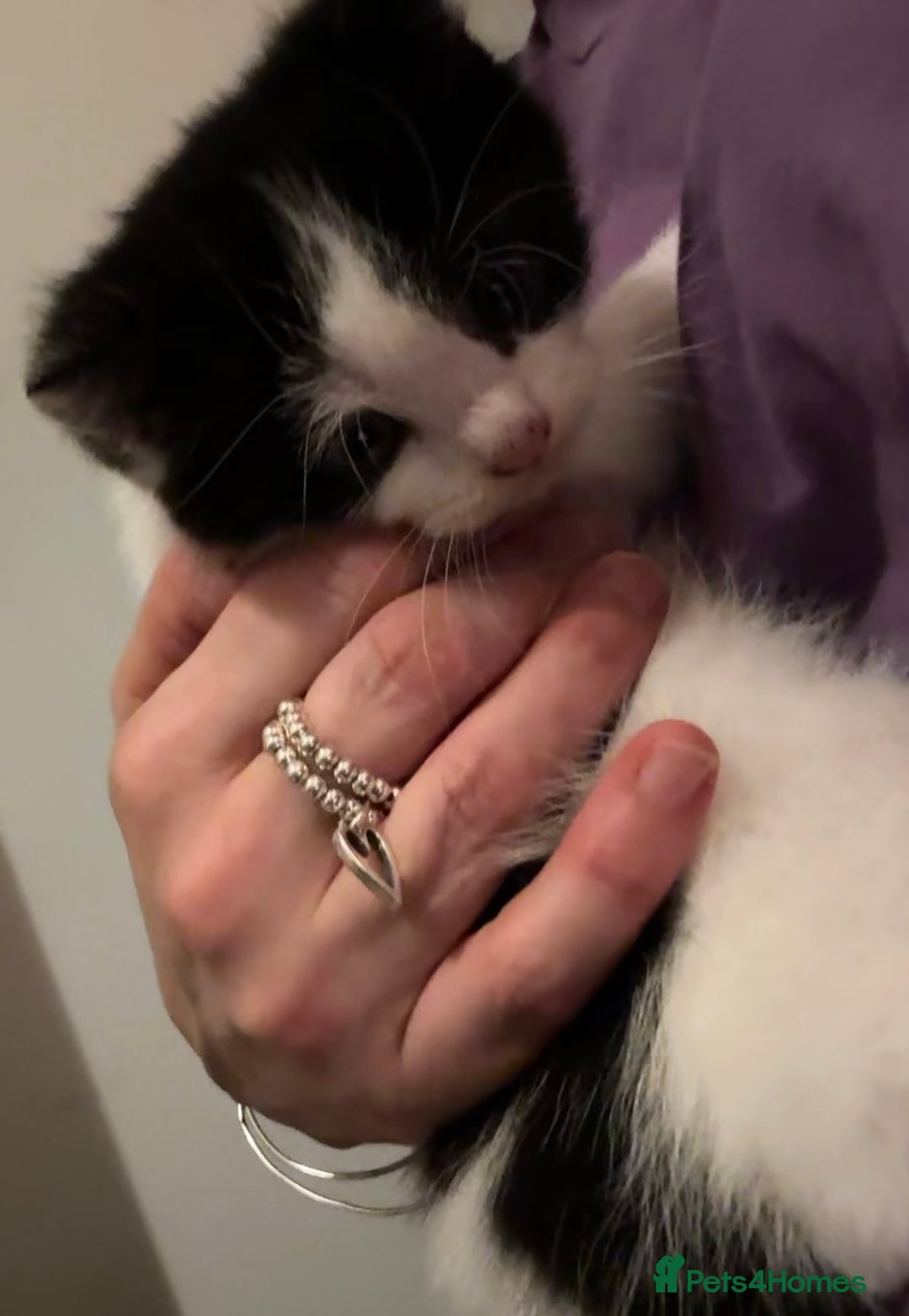 Domestic Shorthair cats for sale: 3 gorgeous Black and White boys - Image 16