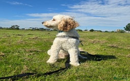 Cockapoo dogs for sale: Male Cockerpoo 2 year old - Image 8