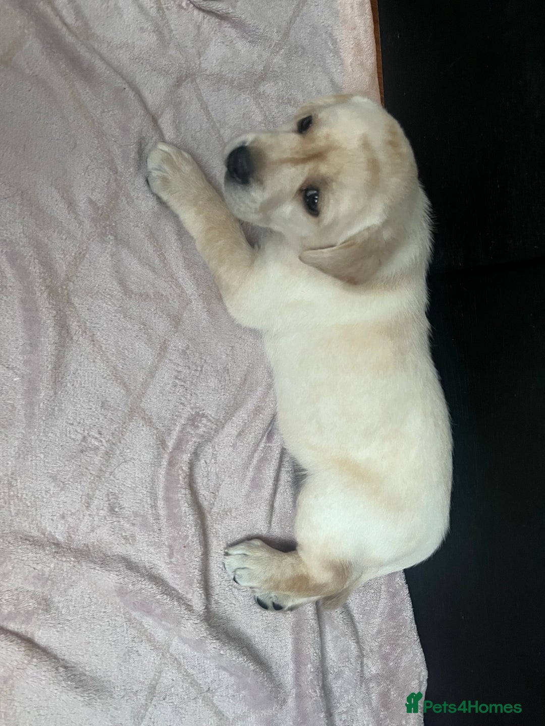 Labrador Retriever dogs for sale: Top Pedigree Labrador retriever puppies - Image 28