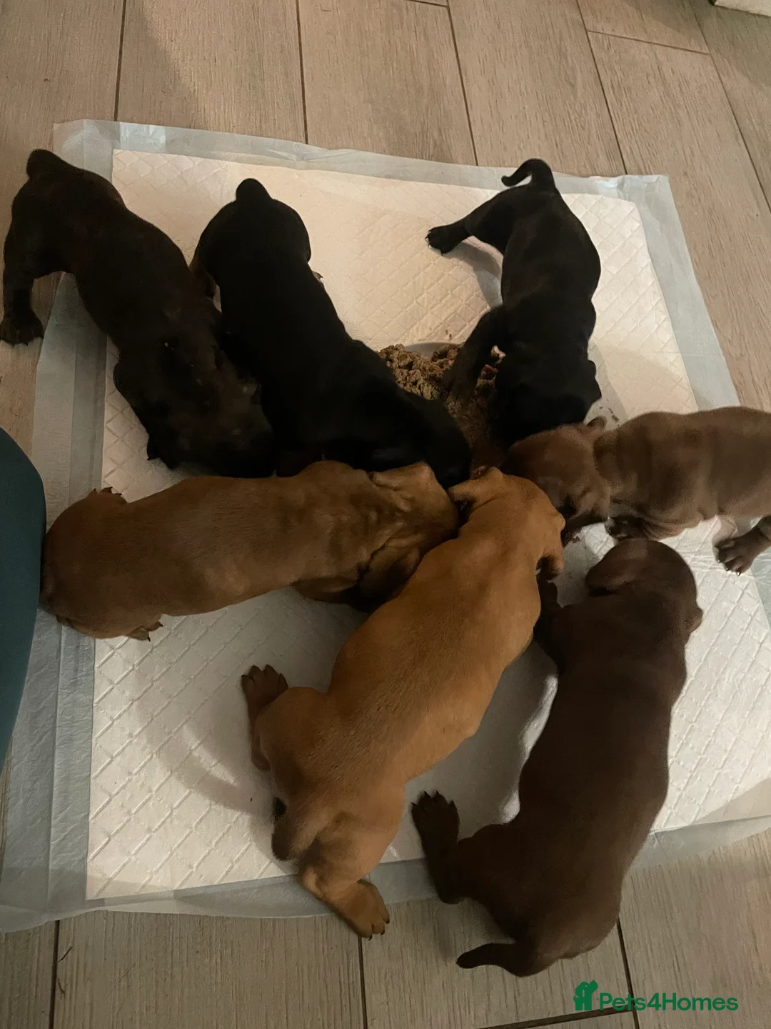 Mixed Breed dogs for sale: Miniature English dachbulls - Advert 2