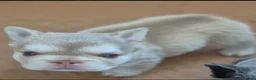 French Bulldog dogs for sale: French bull dogs  - Advert 9