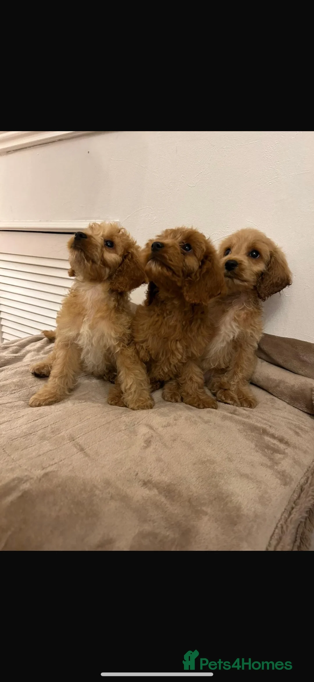 Cockapoo dogs for sale: Adorable cockapoo puppies - Advert 1