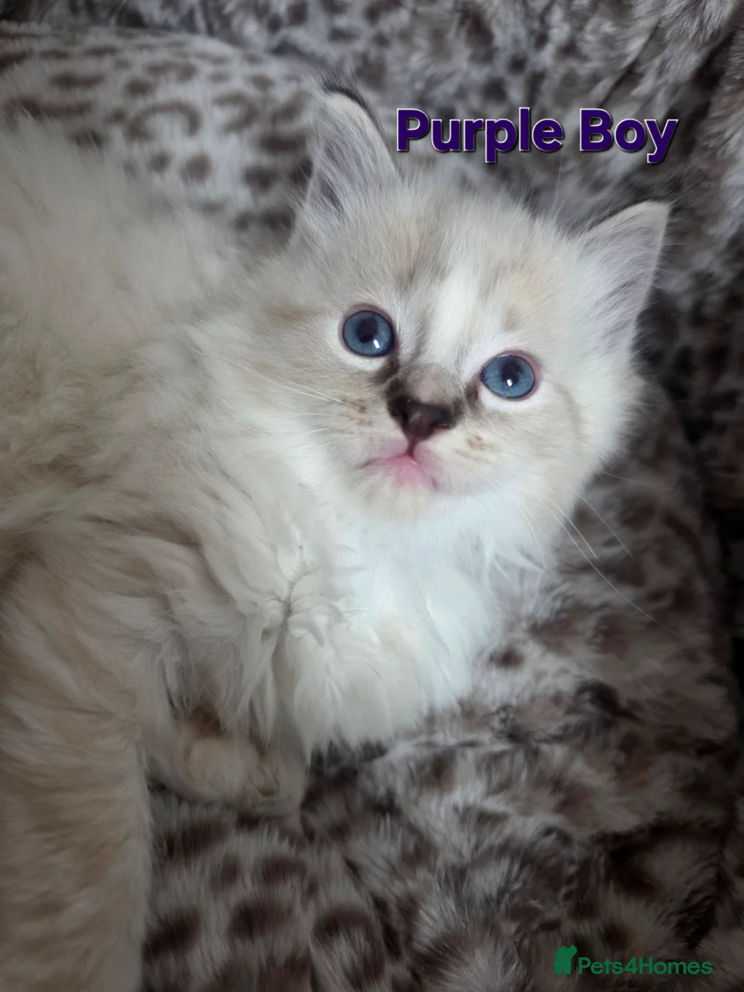 Ragdoll cats for sale: Stunning Ragdoll kittens - Advert 5