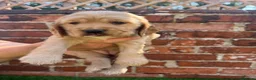 Cocker Spaniel dogs for sale: 🌟🌟🌟Beautiful English Gold Show Cocker Spaniel  - Advert 22