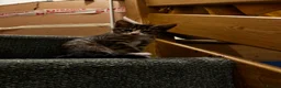 Mixed Breed cats for sale: Bengal x Tabby mixbreed. - Advert 10