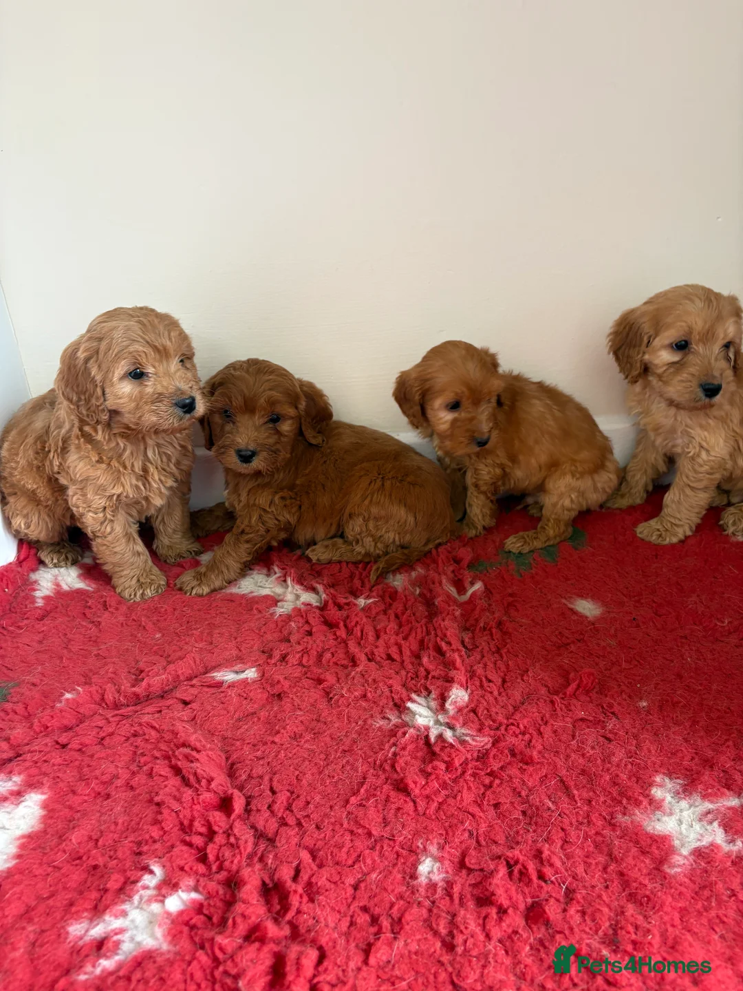 Cockapoo dogs for sale: 4 stunning cockapoo puppies for sale  - Advert 1