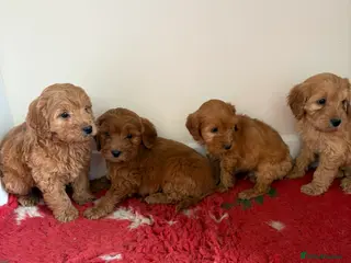 Cockapoo dogs 4 stunning cockapoo puppies for sale - Advert 3