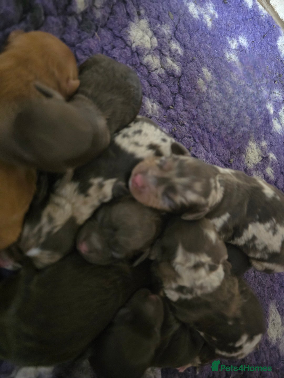 Cockapoo dogs for sale: Cockapoo puppies - Image 36