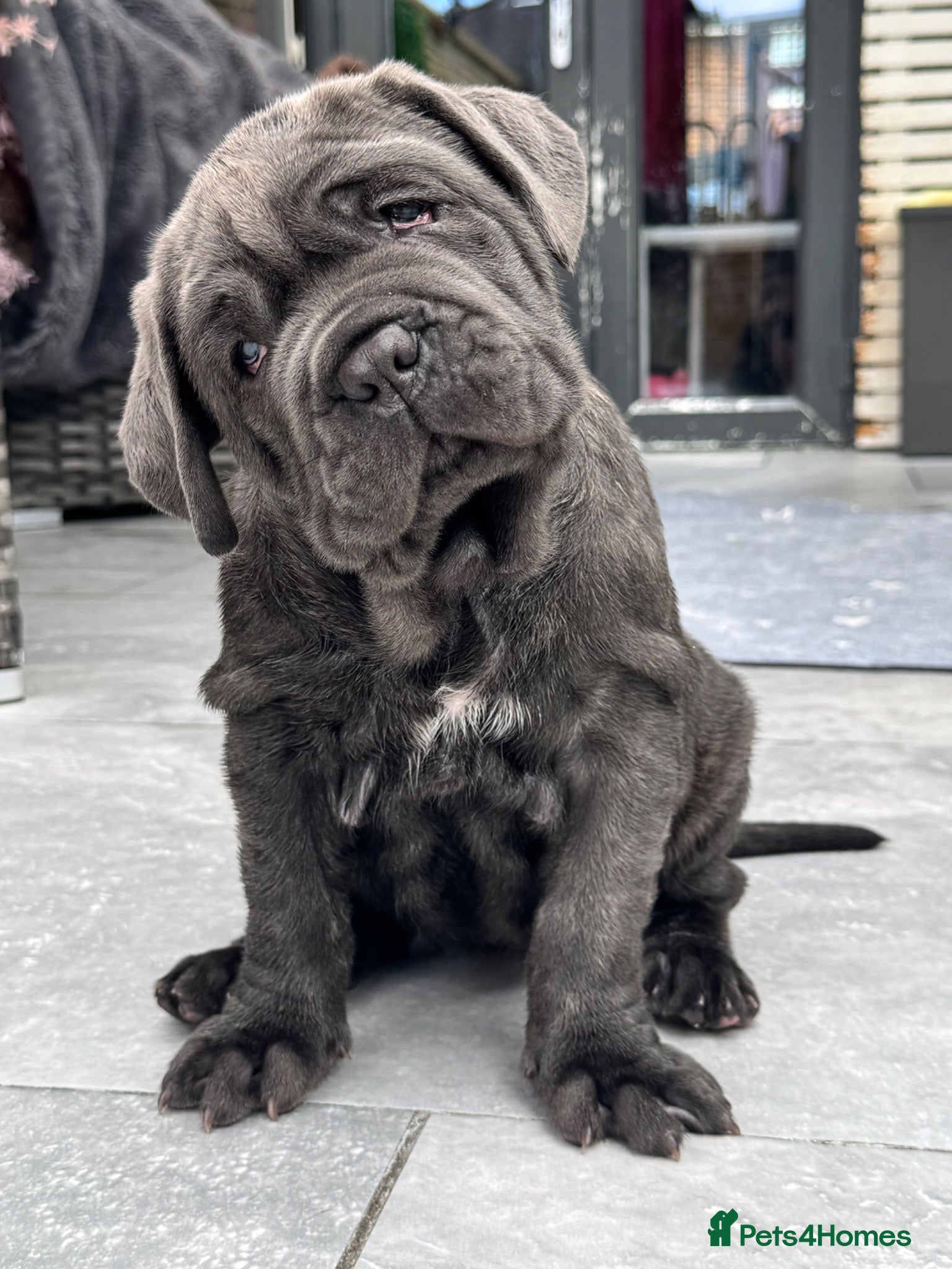 Neapolitan Mastiff dogs 1 girl puppy Neapolitan mastiff 8 week  - Advert 2