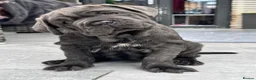 Neapolitan Mastiff dogs for sale: 1 girl puppy Neapolitan mastiff 8 week  - Advert 1