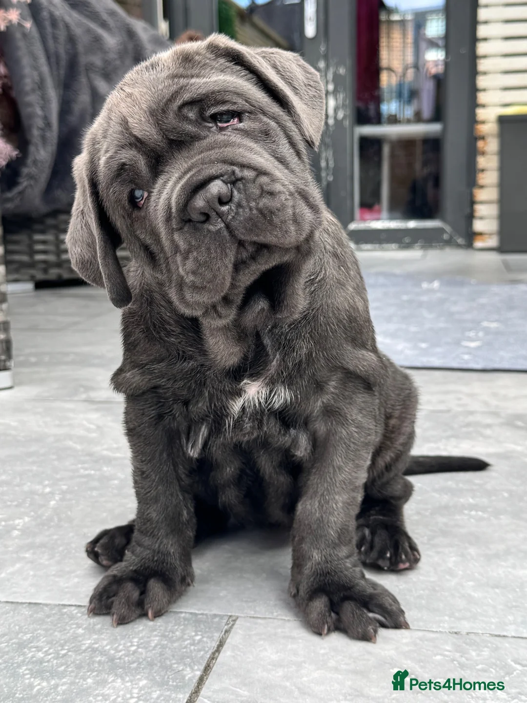 Neapolitan Mastiff dogs for sale: 1 girl puppy Neapolitan mastiff 8 week  - Advert 1