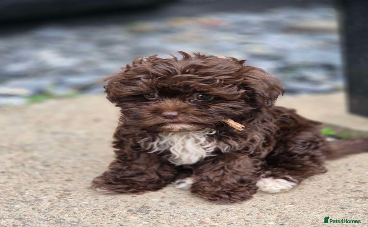 Shihpoo dogs - Advert 3