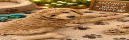 Labradoodle dogs for sale: Multi generation miniature Labradoodle - Advert 30