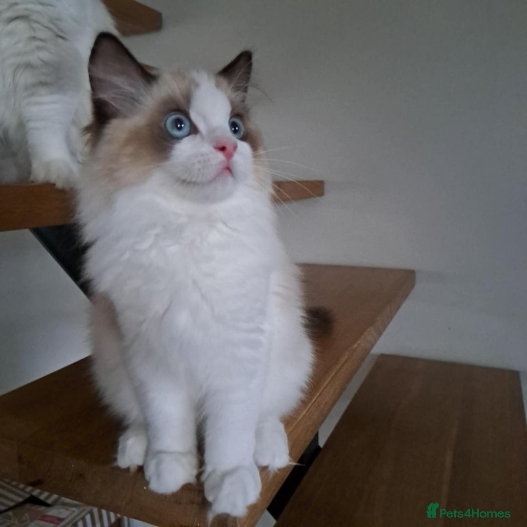 Ragdoll cats for sale: 💠Handsome FiFe Reg Ragdoll boy💠RESERVED - Image 21