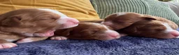 Nova Scotia Duck Tolling Retriever dogs for sale: Beautiful Toller puppies from champion bloodlines - Advert 10