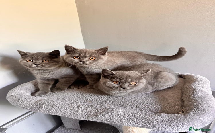 British Shorthair cats - Advert 1